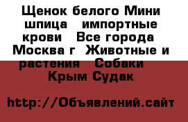 Щенок белого Мини шпица , импортные крови - Все города, Москва г. Животные и растения » Собаки   . Крым,Судак